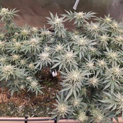 Zuminati #1 growlog timeline photo