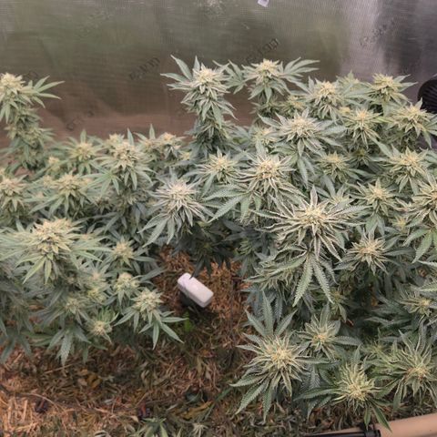 Zuminati #1 growlog timeline photo