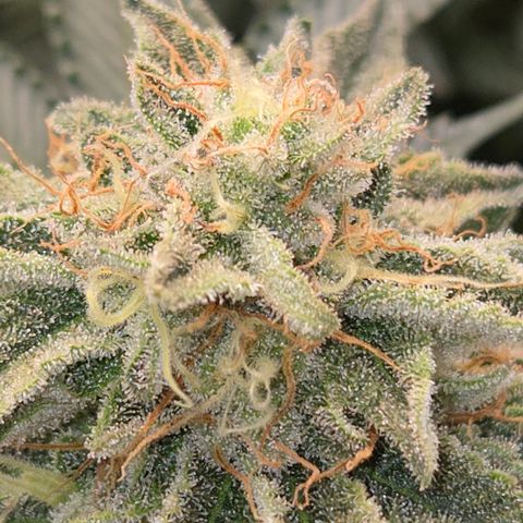 Zuminati #1 growlog timeline photo