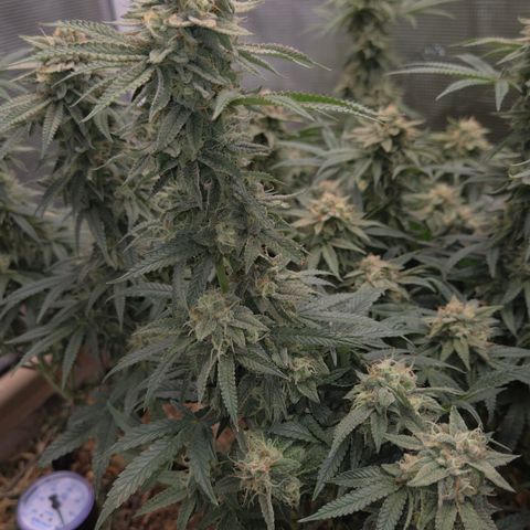Zuminati #1 growlog timeline photo