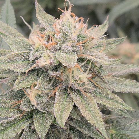 Zuminati #1 growlog timeline photo