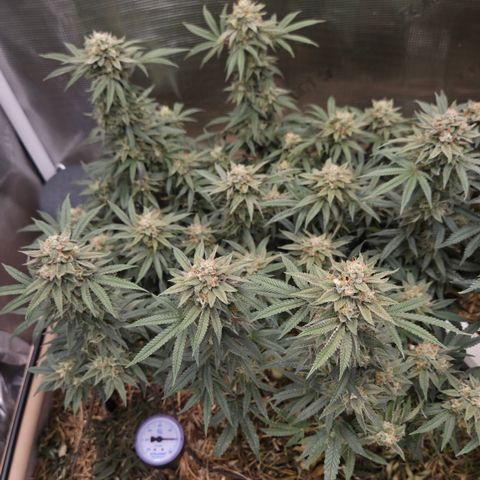 Zuminati #1 growlog timeline photo