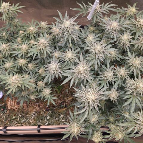 Zuminati #1 growlog timeline photo