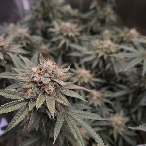 Zuminati #1 growlog timeline photo