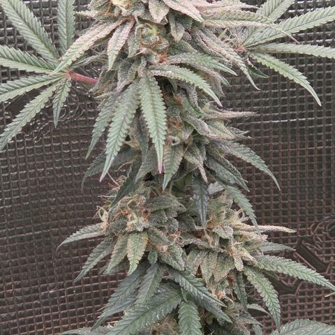 Zuminati #1 growlog timeline photo