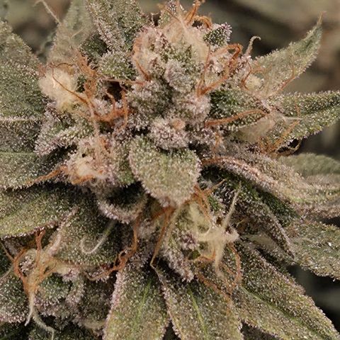 Zuminati #1 growlog timeline photo