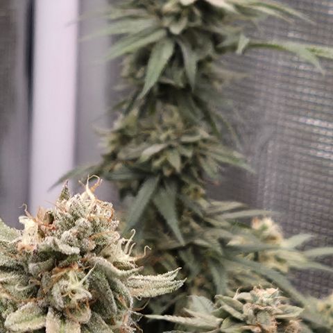 Zuminati #1 growlog timeline photo