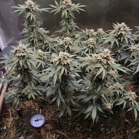 Zuminati #1 growlog timeline photo