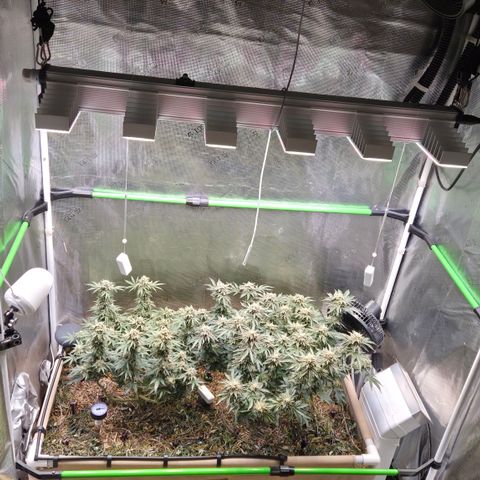 Zuminati #1 growlog timeline photo