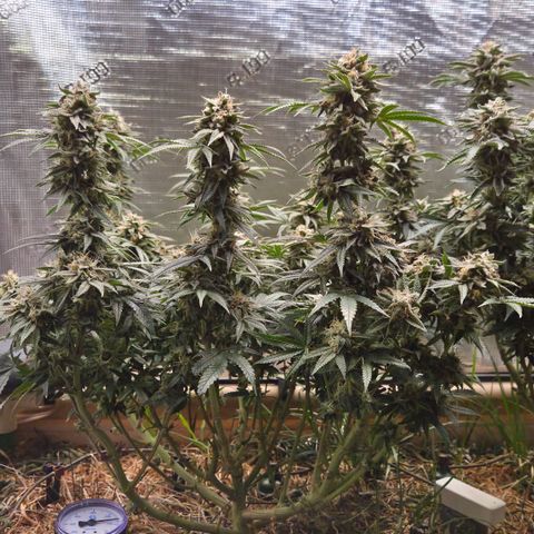 Zuminati #1 growlog timeline photo