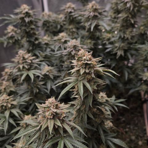 Zuminati #1 growlog timeline photo