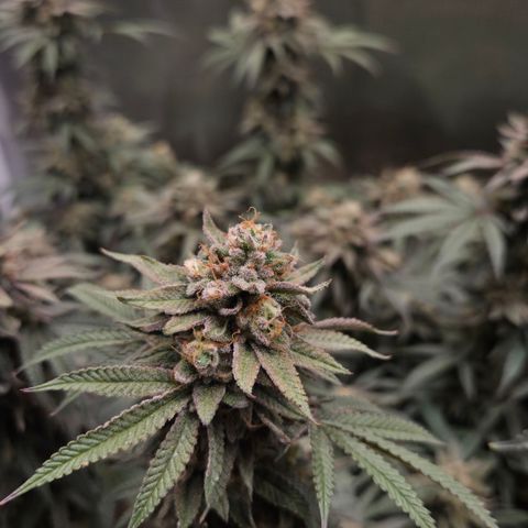 Zuminati #1 growlog timeline photo