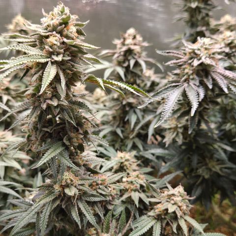 Zuminati #1 growlog timeline photo
