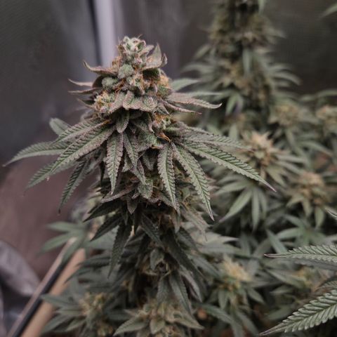Zuminati #1 growlog timeline photo