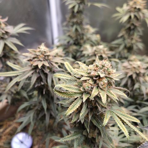 Zuminati #1 growlog timeline photo