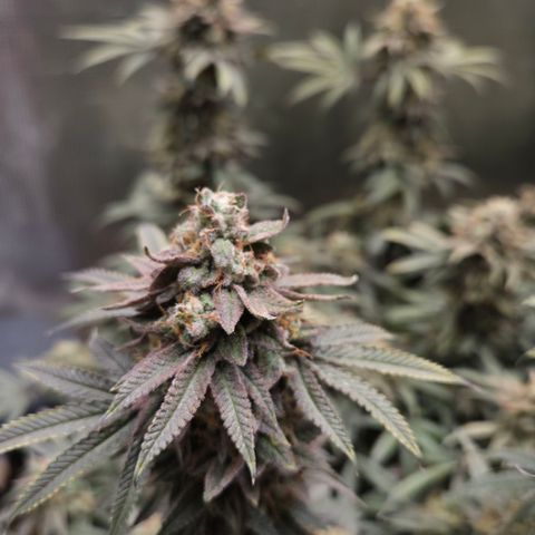 Zuminati #1 growlog timeline photo