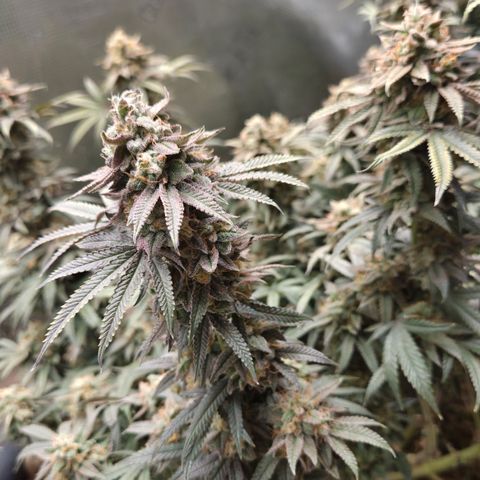 Zuminati #1 growlog timeline photo