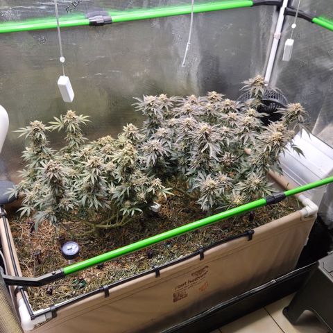 Zuminati #1 growlog timeline photo