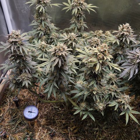 Zuminati #1 growlog timeline photo