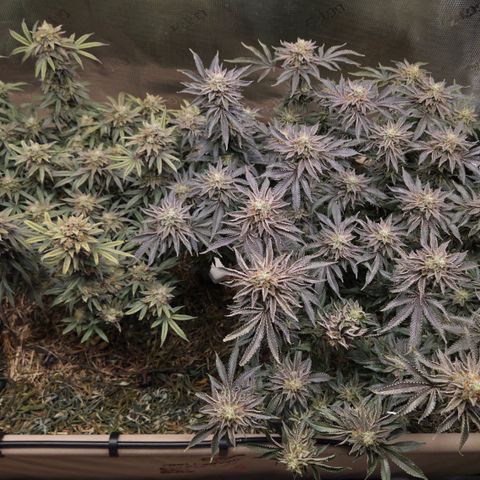 Zuminati #1 growlog timeline photo
