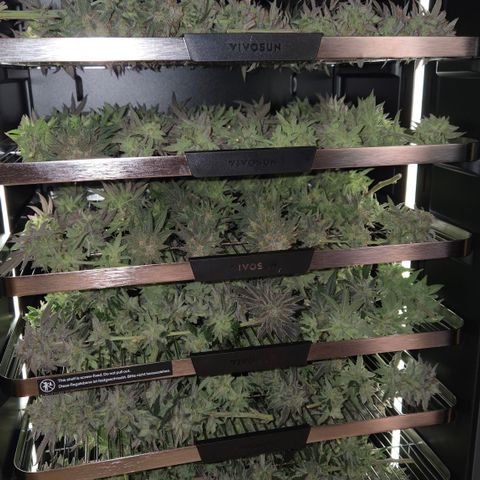Zuminati #1 growlog timeline photo