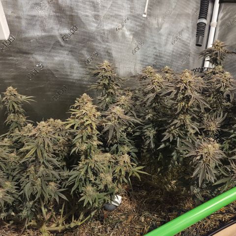 Zuminati #1 growlog timeline photo