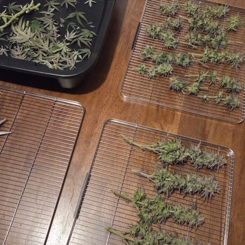 Zuminati #1 growlog timeline photo