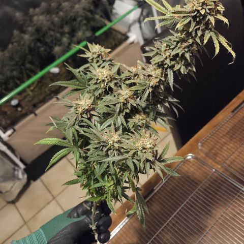 Zuminati #1 growlog timeline photo