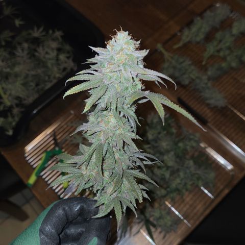Zuminati #1 growlog timeline photo