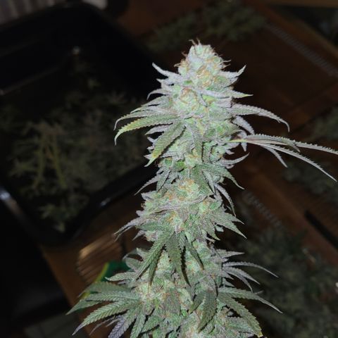 Zuminati #1 growlog timeline photo