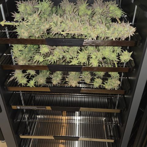 Zuminati #1 growlog timeline photo