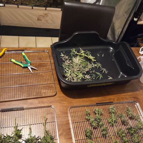 Zuminati #1 growlog timeline photo