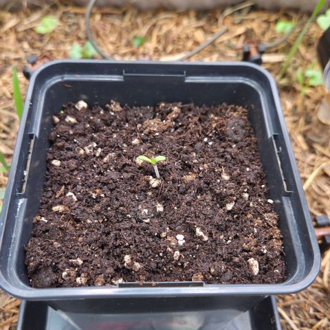 La Bomba #2 growlog timeline photo