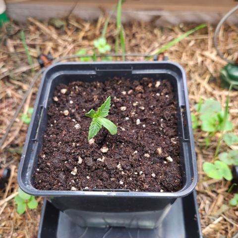 La Bomba #1 growlog timeline photo