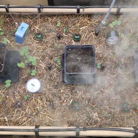 La Bomba #1 growlog timeline photo