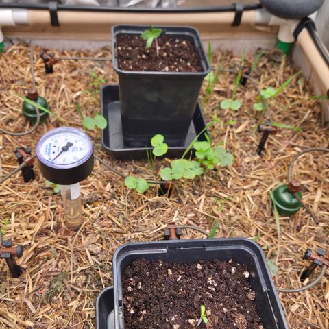 La Bomba #1 growlog timeline photo