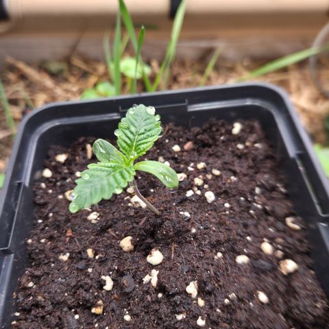 La Bomba #1 growlog timeline photo