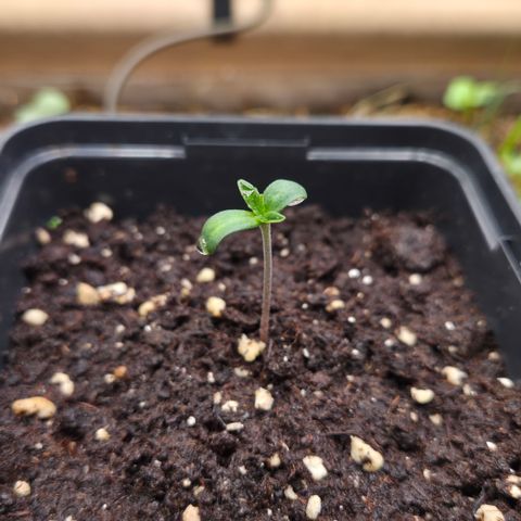 La Bomba #2 growlog timeline photo