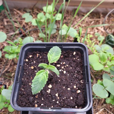 La Bomba #1 growlog timeline photo