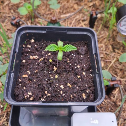 La Bomba #2 growlog timeline photo