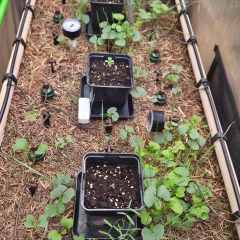 La Bomba #1 growlog timeline photo