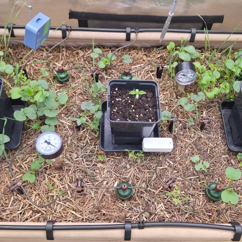 La Bomba #1 growlog timeline photo
