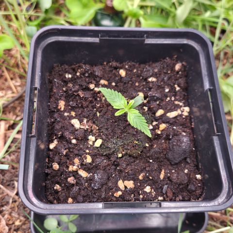 CBD Skunk Haze growlog timeline photo