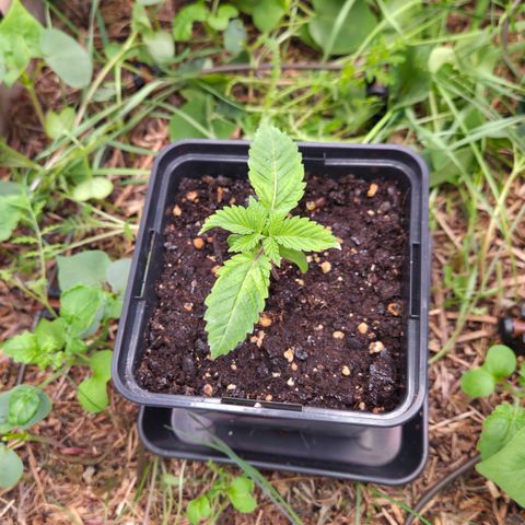 La Bomba #1 growlog timeline photo