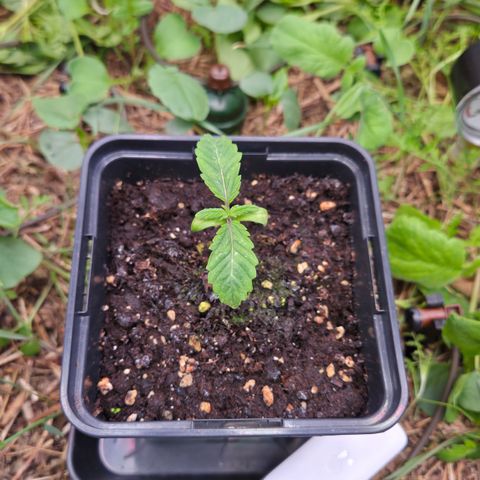 La Bomba #2 growlog timeline photo
