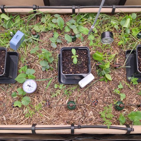 La Bomba #1 growlog timeline photo