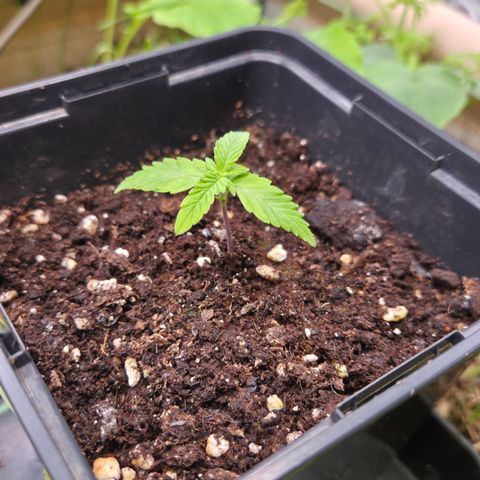 CBD Skunk Haze growlog timeline photo