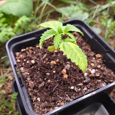 La Bomba #1 growlog timeline photo