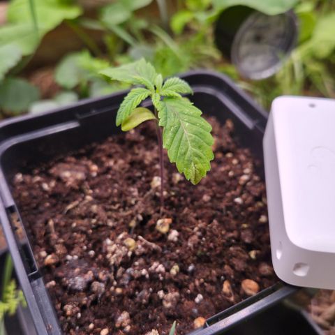 La Bomba #2 growlog timeline photo