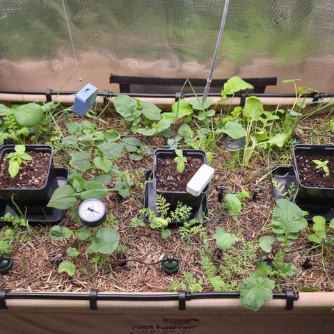 La Bomba #1 growlog timeline photo